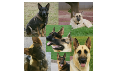 Leading the Pack: What 15 German Shepherds Taught Me About Leadership